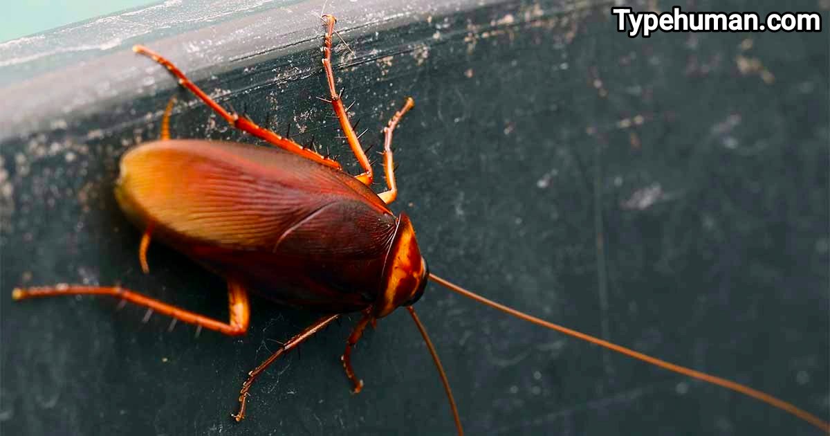 10 tips to prevent a cockroach infestation