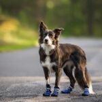 Dog Boots