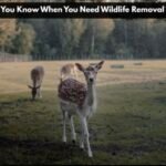 wildlife removal