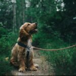 dog grooming in Georgetown