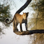 Serengeti safari