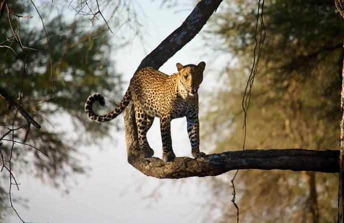 Serengeti safari